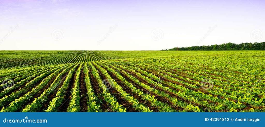 Picture of: Field panorama farming stock photo