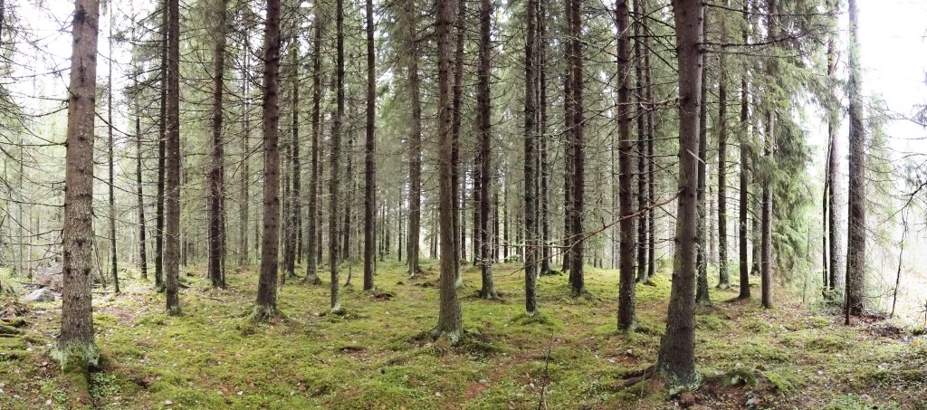Picture of: File:Forest panorama