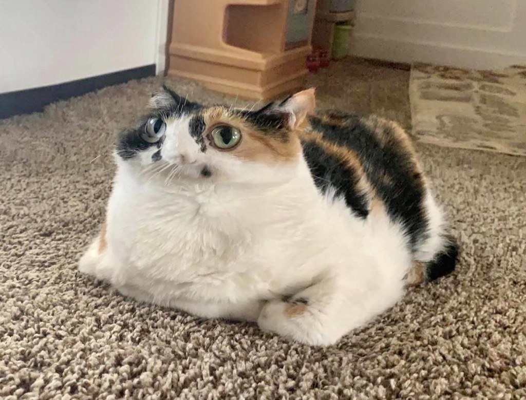 Picture of: PsBattle: This panorama distorted cat